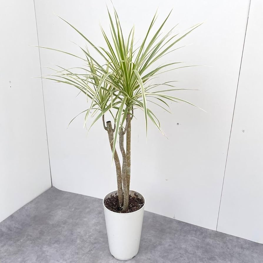 専用‼️ドラセナ ・コンシンネ・ホワイボリー特大苗木2本セット！ ドラセナ・コンシンネ・ホワイボリー | 観葉植物の通販 AND